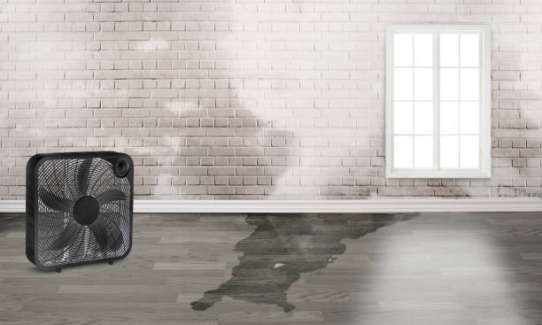 Best Water damage restoration specialists  in Manvel, TX